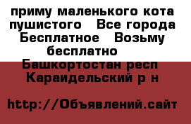 приму маленького кота пушистого - Все города Бесплатное » Возьму бесплатно   . Башкортостан респ.,Караидельский р-н